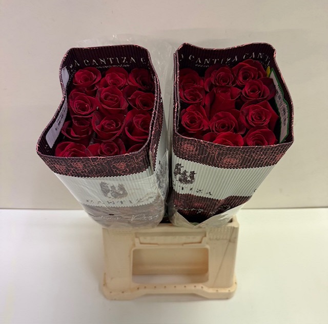 Rosa ec freedom CT.jpg